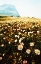 Picture of MOUNTAIN SUMMER I
