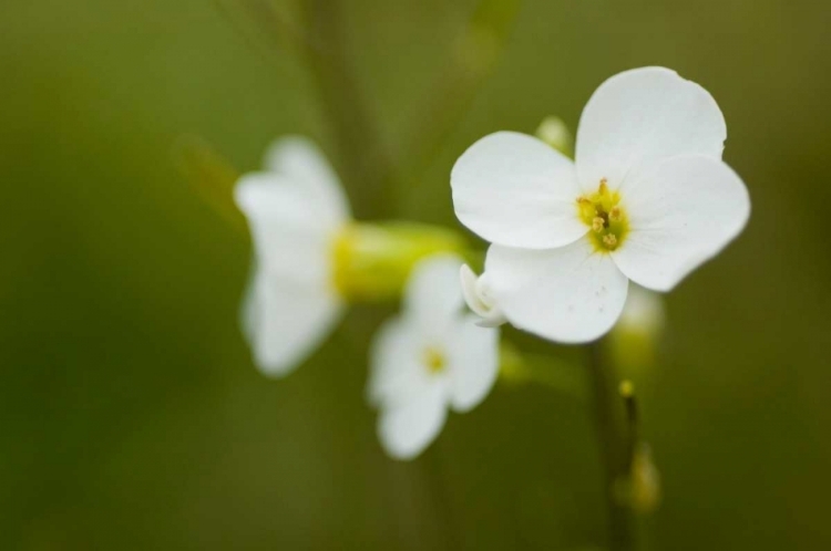 Picture of SUMMER BLOOM IV