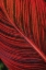 Picture of RED LEAF I