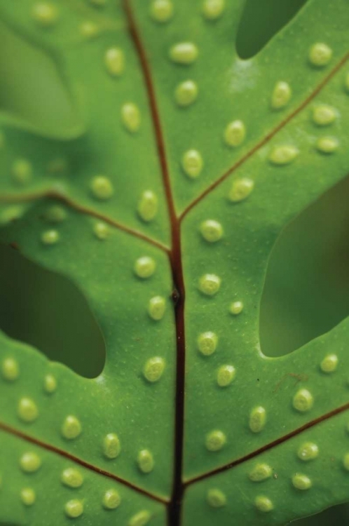 Picture of SPOTTED LEAF I