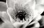 Picture of CLASSIC LOTUS
