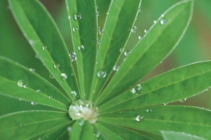 Picture of MORNING DEW I