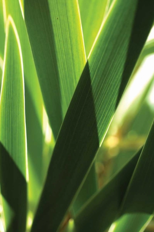 Picture of LEAVES AND LIGHT I