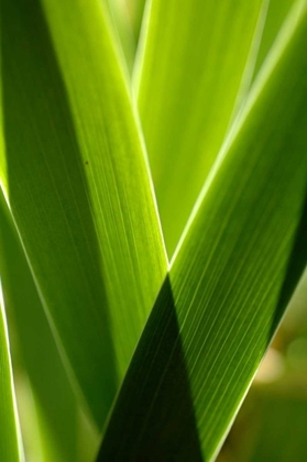 Picture of LEAVES AND LIGHT II