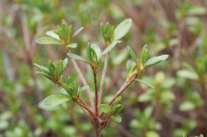 Picture of SPRING LEAVES I