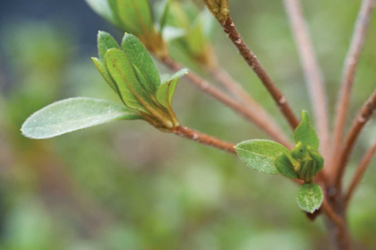 Picture of SPRING LEAVES II