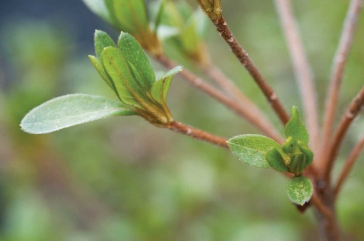 Picture of SPRING LEAVES II