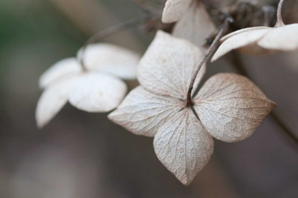 Picture of FLOWER SKELETON II