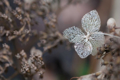 Picture of FLOWER SKELETON III