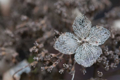 Picture of FLOWER SKELETON IV