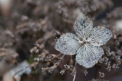 Picture of FLOWER SKELETON IV