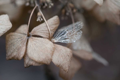 Picture of FLOWER SKELETON V