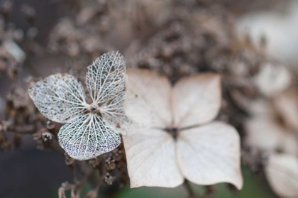 Picture of FLOWER SKELETON VI