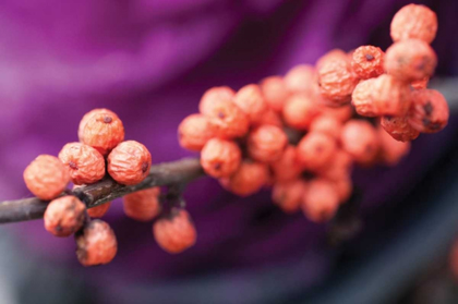 Picture of WILD BERRIES I