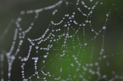 Picture of DEWY WEB I