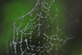 Picture of DEWY WEB II