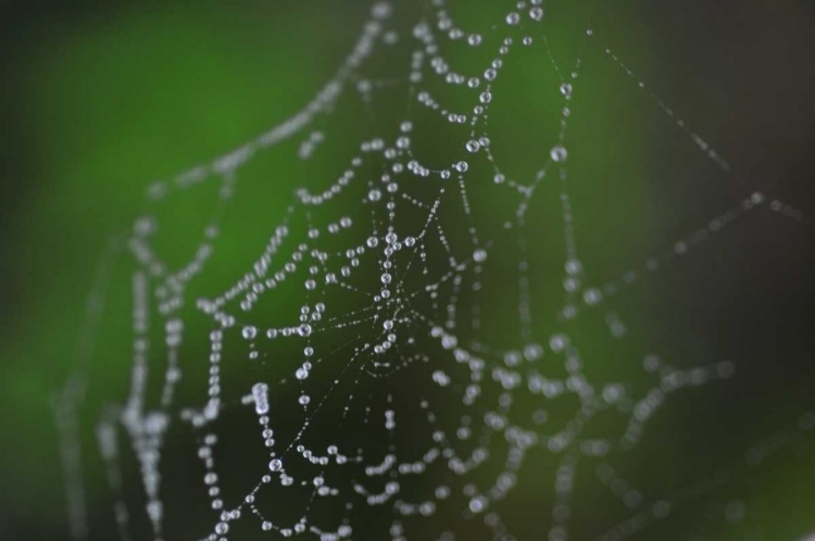 Picture of DEWY WEB II