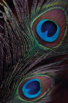 Picture of PEACOCK FEATHERS I