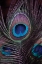 Picture of PEACOCK FEATHERS II