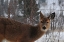Picture of WINTER DOE I