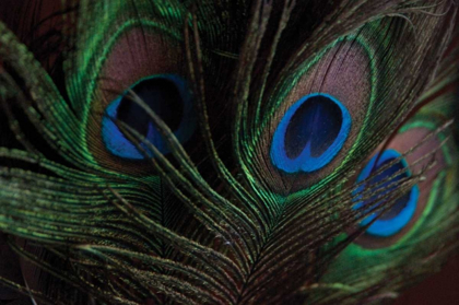 Picture of PEACOCK FEATHERS I