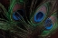 Picture of PEACOCK FEATHERS I
