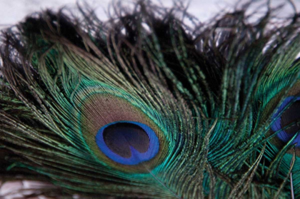 Picture of PEACOCK FEATHERS II