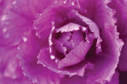 Picture of PURPLE CABBAGE