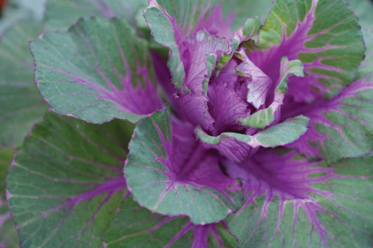 Picture of CABBAGE PLANT