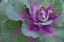 Picture of CABBAGE PLANT