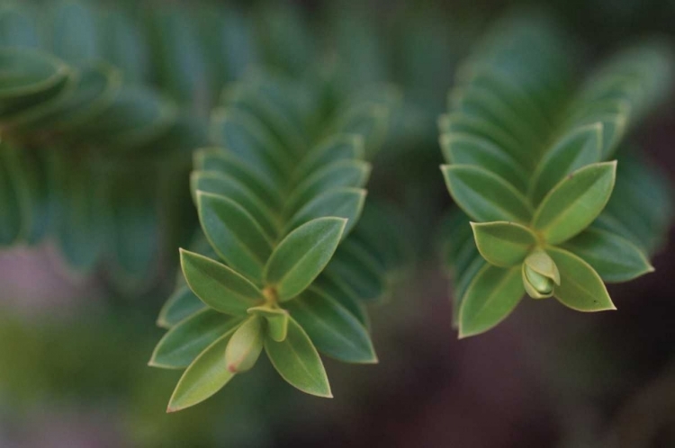 Picture of GREEN LEAVES I