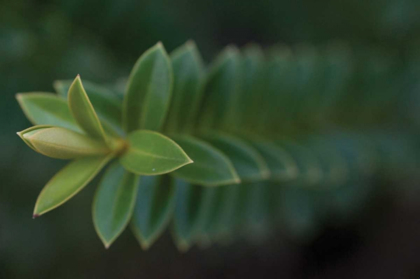 Picture of GREEN LEAVES II