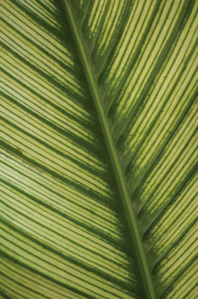 Picture of LEAF DETAIL I