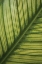 Picture of LEAF DETAIL II