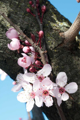 Picture of CHERRY BLOSSOM I