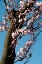 Picture of CHERRY BLOSSOM III