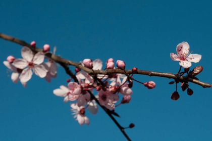 Picture of CHERRY BLOSSOM IV