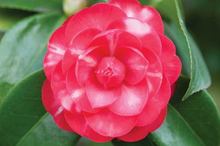 Picture of CAMELLIA FLOWER I