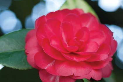 Picture of CAMELLIA FLOWER II