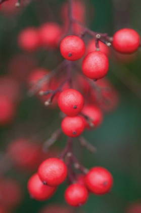 Picture of RED BERRIES I