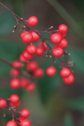 Picture of RED BERRIES II