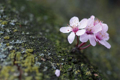 Picture of PORTLAND CHERRY BLOSSOM I