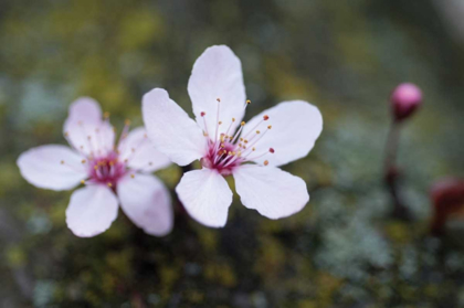 Picture of PORTLAND CHERRY BLOSSOM II