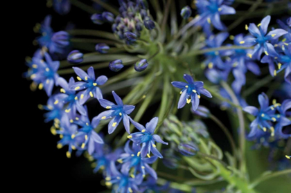 Picture of PURPLE BLOSSOMS