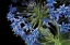 Picture of PURPLE BLOSSOMS