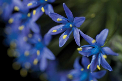 Picture of PURPLE BLOOM DETAIL