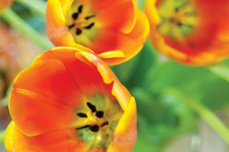 Picture of ORANGE TULIPS II