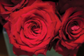 Picture of RED ROSES