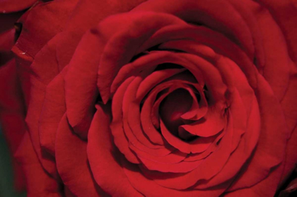 Picture of RED ROSE DETAIL