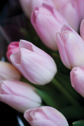 Picture of SOFT PINK TULIPS I